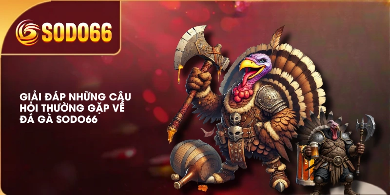 Giải đáp những câu hỏi thường gặp về đá gà SODO66