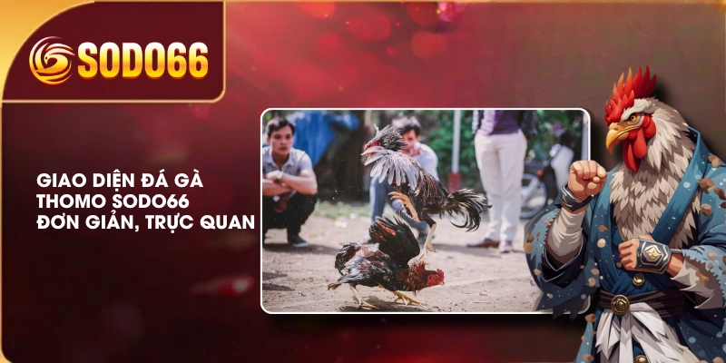 Giao diện đá gà Thomo SODO66 đơn giản, trực quan